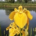   Giglio selvatico<br />(Iris Pseudacorus)