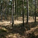 Typische Waldpartie am Osterberg. Auf dem sandigen Boden gedeihen vor allem Kiefern, teils auch Birken, Robinien und Eichen. Ein eigentliches Unterholz fehlt oft völlig, der Waldboden ist nur mit schütterem Gras bedeckt. 