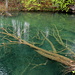 Unterwegs im Nacionalni park Plitvička jezera (Nationalpark Plitvicer Seen) - Unmittelbar am Wegrand gibt es immer wieder Einblicke in die "Unterwasserwelt".