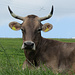 im Allgäu gibt es noch Kühe mit Hörnern, 'Plüschohren' und Knopf im Ohr