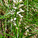 Die Waldvögelein blühen wieder (Cephalanthera longifolia)