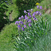 Deutsche Schwertlilie (Iris germanica)