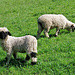 Schafe beim Löogju