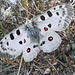 Apollo-vlinder (dankjewel [u Maxl])