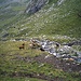 Val Tschitta, Kühe