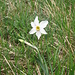 Narcissus poeticus, Amaryllidaceae.
