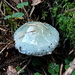 [http://it.wikipedia.org/wiki/Stropharia_aeruginosa  Stropharia aeruginosa]