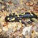 Salamander