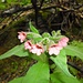 A kind of lungwort