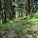 der weitere Weg durch den Wald
