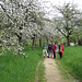 Obstblüte am Aufstieg zur Festung Rothenberg