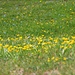 Blumenwiese bei der Malga Bodrina