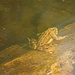 Erdkröte unter Wasser