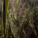 Spinnennetz mit Morgentau 