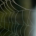 Detail aus Spinnennetz