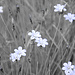 Blumenpracht in der Provence I