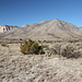 Pine Springs - Ausblick vor der Tour aus östlicher Richtung zu El Capitan (2.464 m/8.085 ft, links) und auf die östlichen Ausläufer des Guadalupe Peak.