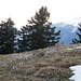Der Schnee ist gerade weg, da bedecken tausende von Blümlein die noch nicht grünen Wiesen