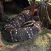 Mexicaanse mocassinslang (Serpentarium)