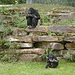 Bonobo (Pan paniscus, Planckendael)