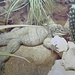 Neushoornvaraan (Serpentarium)