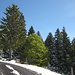 sattes Grün im Schnee