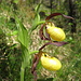 Frauenschuh-Blüte