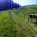 Abzweigung in den Feldweg
