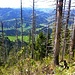 Mühsamer Abstieg durch diesen Wald