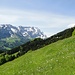 In der Gegend des Chlispitzes wird erstmals der Blick auf die nördliche Alpsteinkette frei, der uns fast über den gesamten Aufstieg begleitet.