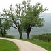 Bellissima la pista ciclabile che da Annone porta ad Oggiono costeggiando le rive del lago