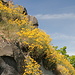 Gipfelbereich Ostrý - Die Basaltformationen sind teilweise von einem blühenden Pflanzenteppich überzogen.