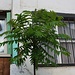 Ein kleiner Götterbaum (Ailanthus altissima) in Schwyz (516m). Der Götterbaum stammt aus China und dem nördlichen Vietnam, ist aber heute auf der ganzen Welt mit gemässigtem Klima verbreitet.