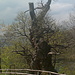 Kastanienbaum 700 jährig Alpe di Brusino