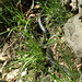 Lungo la gradinata in pietra siamo incappati in tre serpi impegnati a fare bagni di sole, gli esemplari visti erano tutti "scorson" che in italiano dovrebbero corrispondere al Biacco (Coluber viridiflavus), non velenoso.
