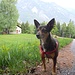 Suni a Nadro