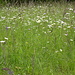 Blumenwiese
