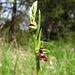 Fliegen - Ragwurz (Ophrys insectifera)