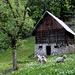 ... mit neugierigen Schafen - und ihrem ausgesprochen schönem Zuhause ...