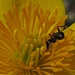 Sumpfdotterblume mit Waldameise: was für ein großes Labyrinth für die kleine Ameise!