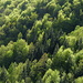Frühlingsmischwald im Gegenlicht zwischen Bordei und Palgnedra.