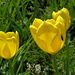 11.05./die  meisten Grengjer Tulpenn sind  gelb