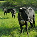 14.05./ Eringer-Rinder auf  der  Frühlingsweide