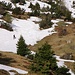 auf der Alp Stofel geht man zuerst noch den Schneeresten nach.