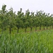 Langs de boomgaard