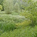 Het wachtbekken, een soort moeras met vele mooie waterplanten