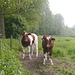 Deze twee koeien keken wel erg verbaasd op toen ze mij zagen passeren!