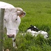 Een kalfje bij z'n mama...<br />Erg mooi om zien!