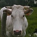 Gegroet, mevrouw n°4490!