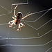 Eine schöne fette Spinne in ihrem Netz